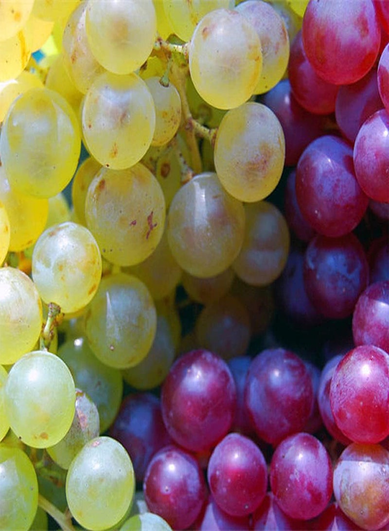 GGOOT 50Pcs Mixed Grape Seeds Annual Climbing Vine Fruit for Outdoor Garden Terrace Planting Essential Fruit for Entertaining Guests - Image 1