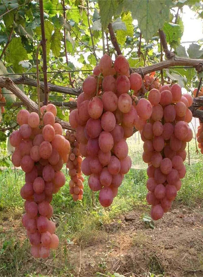 GGOOT 50Pcs Mixed Grape Seeds Annual Climbing Vine Fruit for Outdoor Garden Terrace Planting Essential Fruit for Entertaining Guests - Image 3
