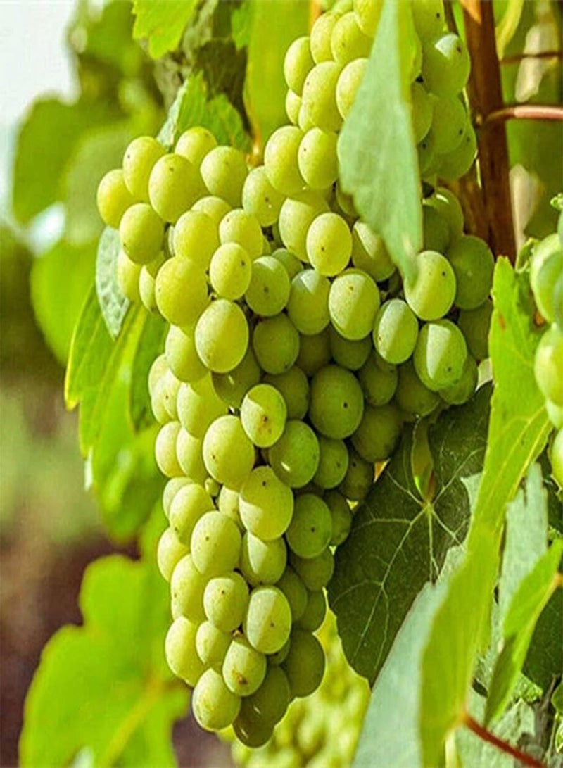 GGOOT 50Pcs Mixed Grape Seeds Annual Climbing Vine Fruit for Outdoor Garden Terrace Planting Essential Fruit for Entertaining Guests - Image 2
