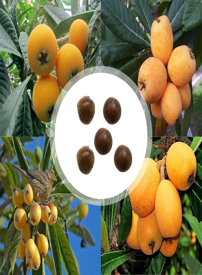 جي جوت بذور سفرجل خضراء للحدائق - كيس واحد من بذور سفرجل غير معدلة وراثيًا، فاكهة صغيرة غزيرة، صالحة للأكل - بذور سفرجل - Image 2