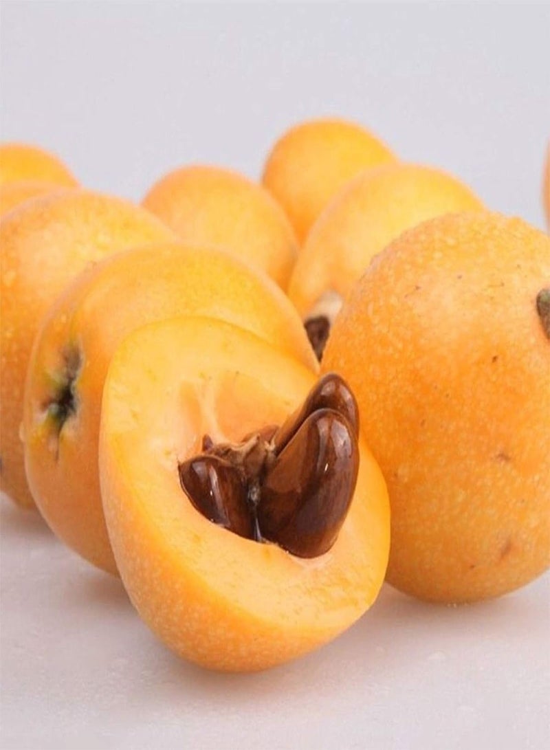 جي جوت بذور سفرجل خضراء للحدائق - كيس واحد من بذور سفرجل غير معدلة وراثيًا، فاكهة صغيرة غزيرة، صالحة للأكل - بذور سفرجل - Image 3