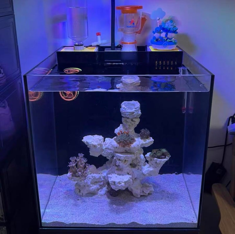 YZHZOM Dry Base Rock for Aquarium White Coral Ornament Sea Base Rocks for Aquarium Aquascaping (7lb,Mix Size & Shape) - Image 4