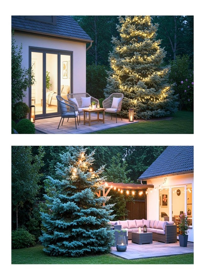 CZ Grain 100 Blue Spruce Seeds for Planting | Colorado Blue Spruce, Picea pungens glauca | Attractive Trees fro Privacy or Landscaping - Image 4