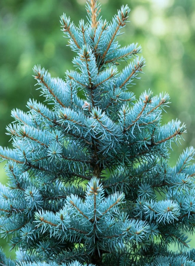 CZ Grain 100 Blue Spruce Seeds for Planting | Colorado Blue Spruce, Picea pungens glauca | Attractive Trees fro Privacy or Landscaping - Image 1