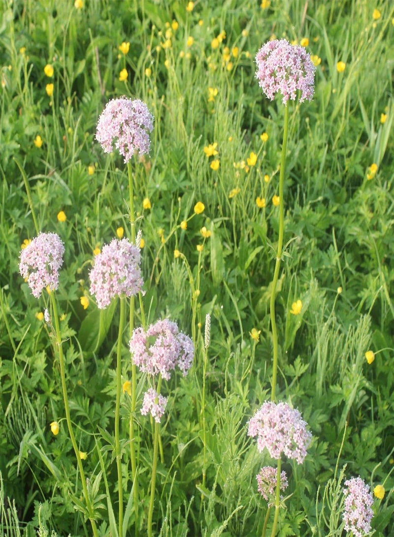 GGOOT 50Pcs Valeriana Officinalis Seeds,Fast Growing Perennial Flower Purple Petals Wild Flower Seeds for Garden Balcony Outdoor Planting Seed - Image 1