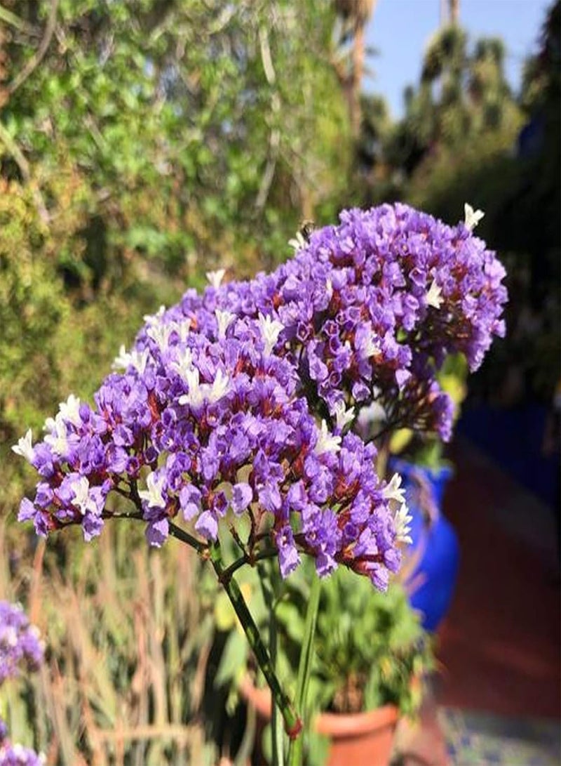 GGOOT 50Pcs Valeriana Officinalis Seeds,Fast Growing Perennial Flower Purple Petals Wild Flower Seeds for Garden Balcony Outdoor Planting Seed - Image 4