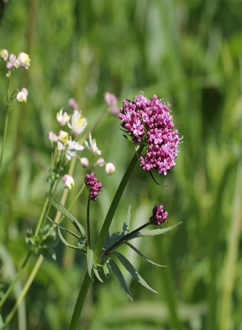 GGOOT 50Pcs Valeriana Officinalis Seeds,Fast Growing Perennial Flower Purple Petals Wild Flower Seeds for Garden Balcony Outdoor Planting Seed - Image 3