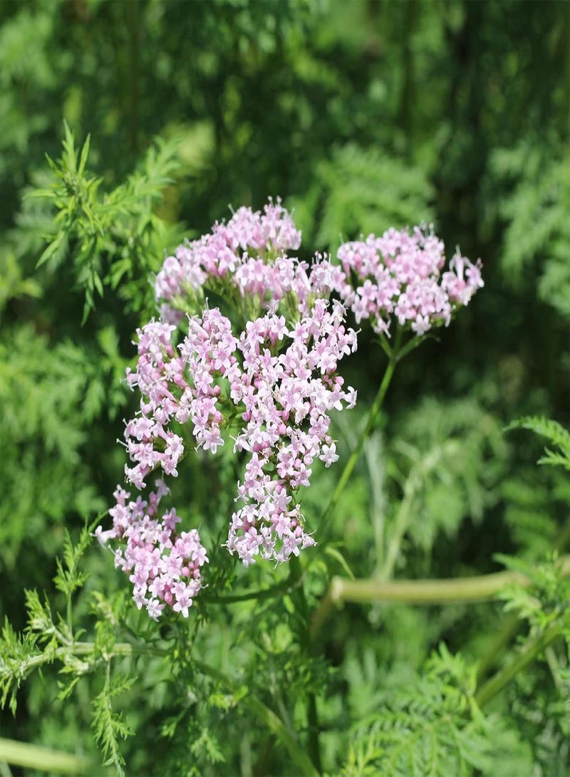 GGOOT 50Pcs Valeriana Officinalis Seeds,Fast Growing Perennial Flower Purple Petals Wild Flower Seeds for Garden Balcony Outdoor Planting Seed - Image 2