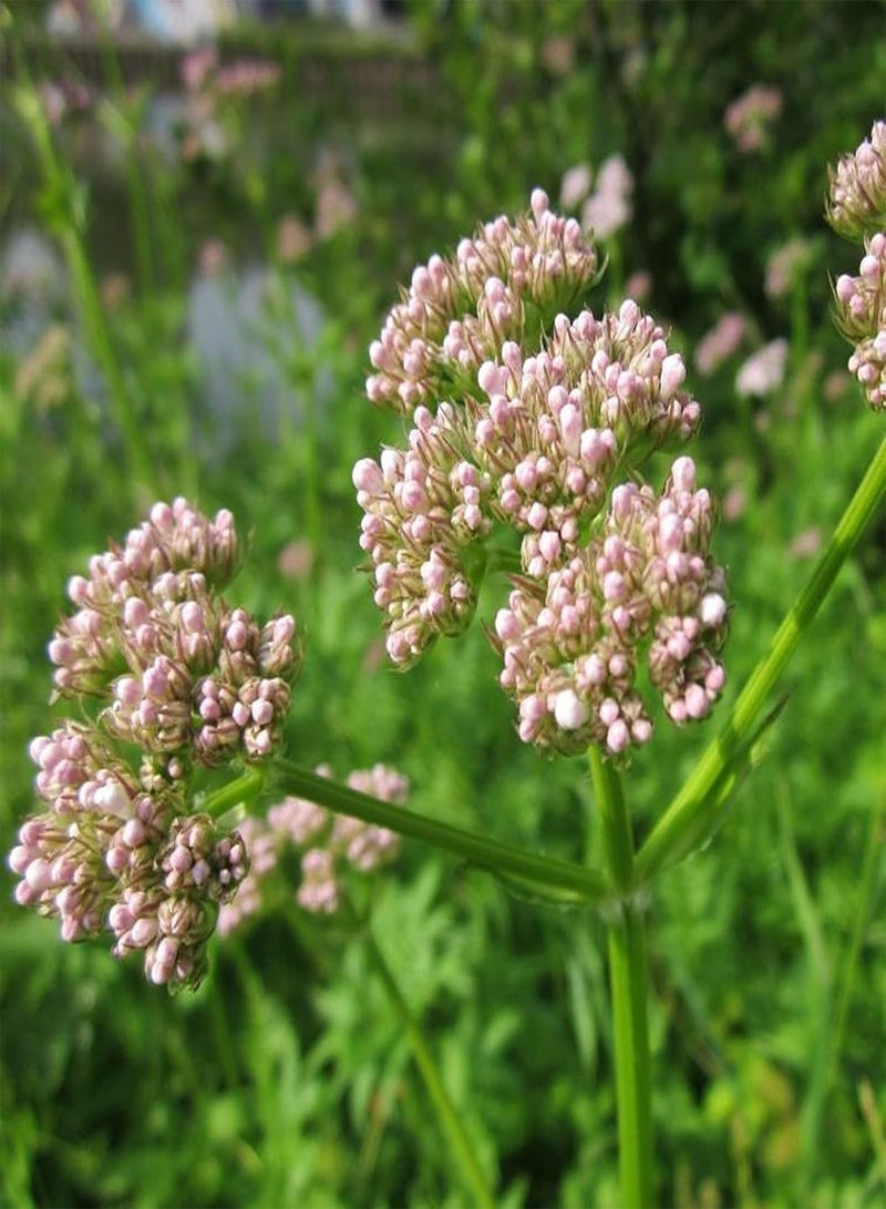 GGOOT 50Pcs Valeriana Officinalis Seeds,Fast Growing Perennial Flower Purple Petals Wild Flower Seeds for Garden Balcony Outdoor Planting Seed - Image 5