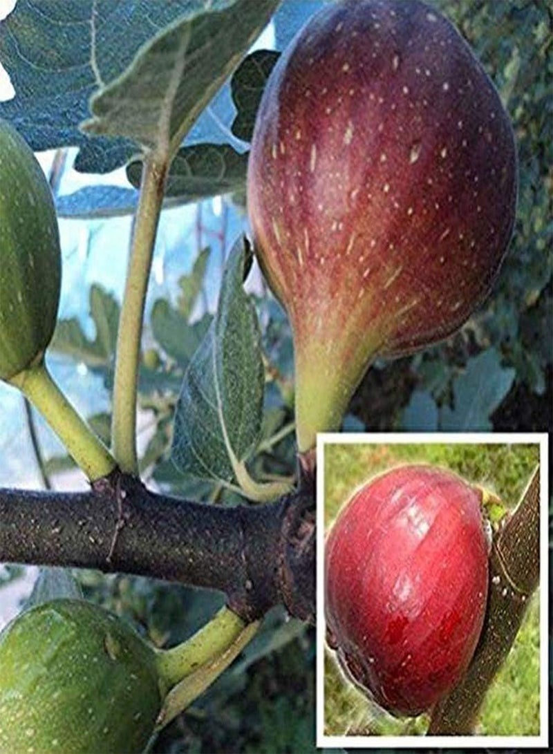 جي جوت 200 قطعة من بذور التين للزراعة الداخلية، بذور شجرة التين التي لا غنى عنها في الحديقة وديكورات العطلات وللأصدقاء والعائلة والبستانيين - Image 1