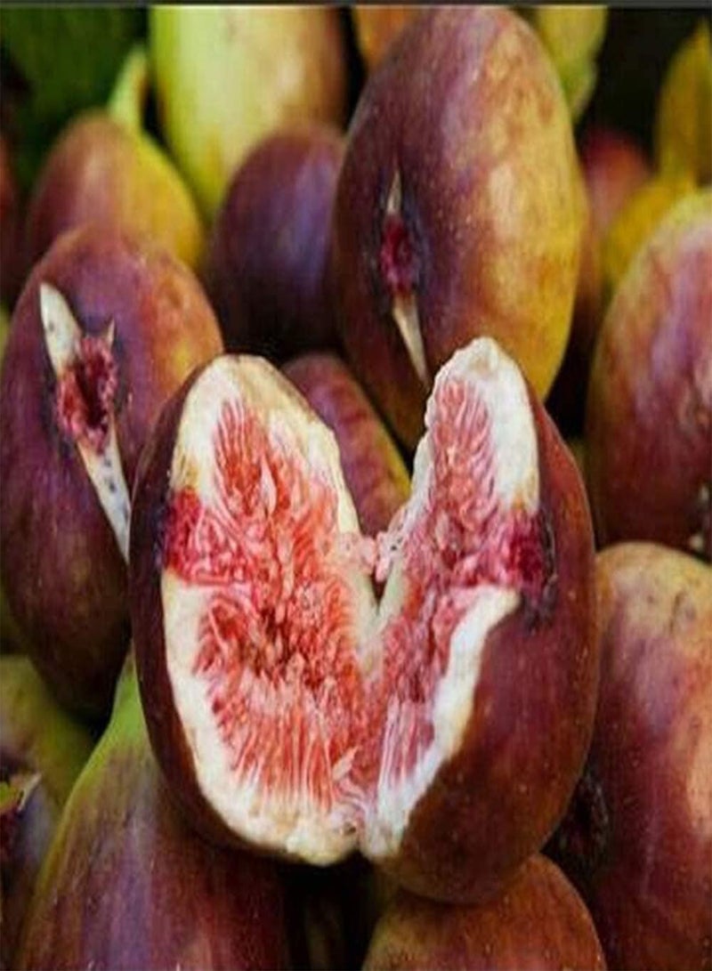 جي جوت 200 قطعة من بذور التين للزراعة الداخلية، بذور شجرة التين التي لا غنى عنها في الحديقة وديكورات العطلات وللأصدقاء والعائلة والبستانيين - Image 2