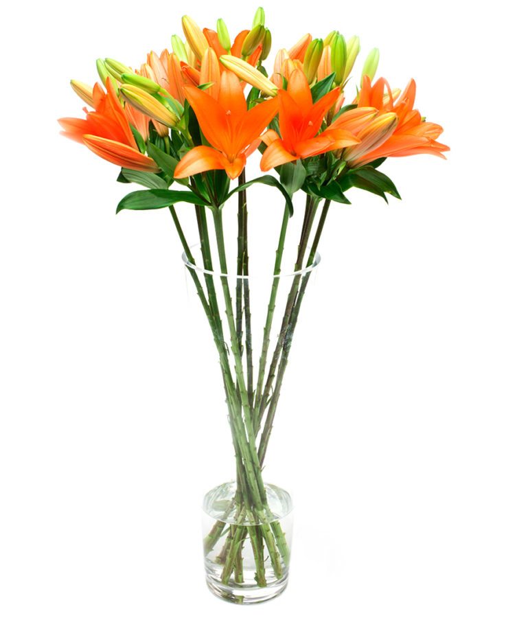 Kibsons Asiatic Lilies, Orange - 5 Stems , Netherlands - Image 4