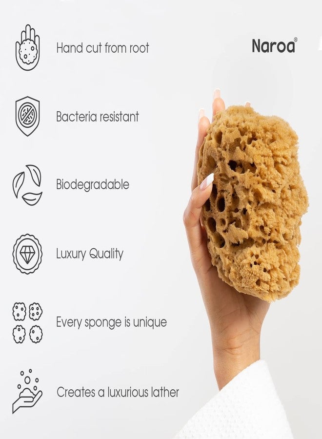 Naroa Massage Natural Shower Sponge | Unbleached Body Scrubber Puff | Bath Sea Loofah for Healthy Skin | Sustainable Plastic Free (Medium) - Image 4