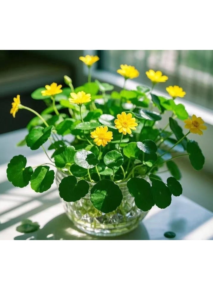 500 قطعة من بذور عشبة المال الملونة، بذور الزراعة المائية، بذور الزهور المزروعة في التربة، نباتات محفوظ بوعاء للحديقة والشرفة في جميع الفصول - Image 4