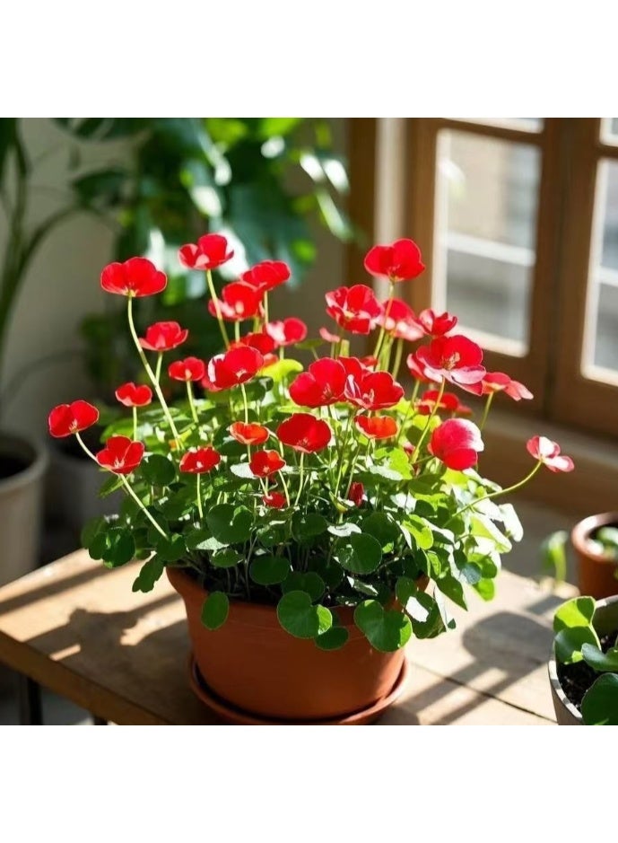 500 قطعة من بذور عشبة المال الملونة، بذور الزراعة المائية، بذور الزهور المزروعة في التربة، نباتات محفوظ بوعاء للحديقة والشرفة في جميع الفصول - Image 3