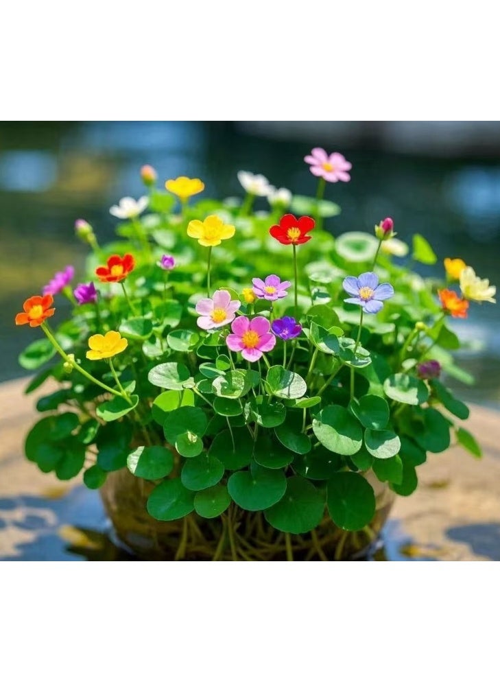 500 قطعة من بذور عشبة المال الملونة، بذور الزراعة المائية، بذور الزهور المزروعة في التربة، نباتات محفوظ بوعاء للحديقة والشرفة في جميع الفصول - Image 1