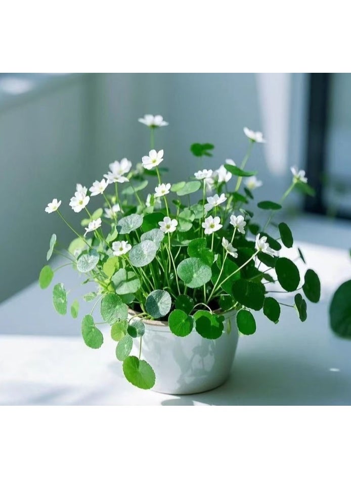 500 قطعة من بذور عشبة المال الملونة، بذور الزراعة المائية، بذور الزهور المزروعة في التربة، نباتات محفوظ بوعاء للحديقة والشرفة في جميع الفصول - Image 5