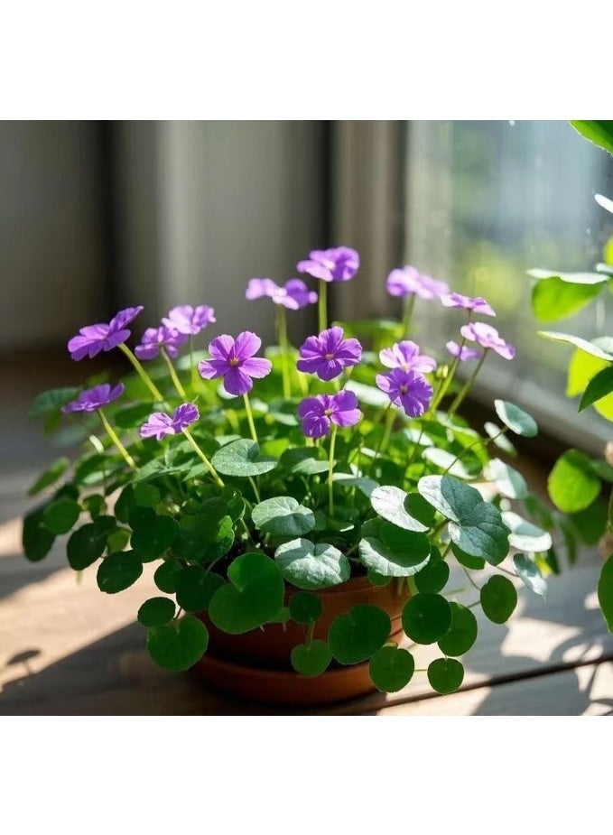 500 قطعة من بذور عشبة المال الملونة، بذور الزراعة المائية، بذور الزهور المزروعة في التربة، نباتات محفوظ بوعاء للحديقة والشرفة في جميع الفصول - Image 2