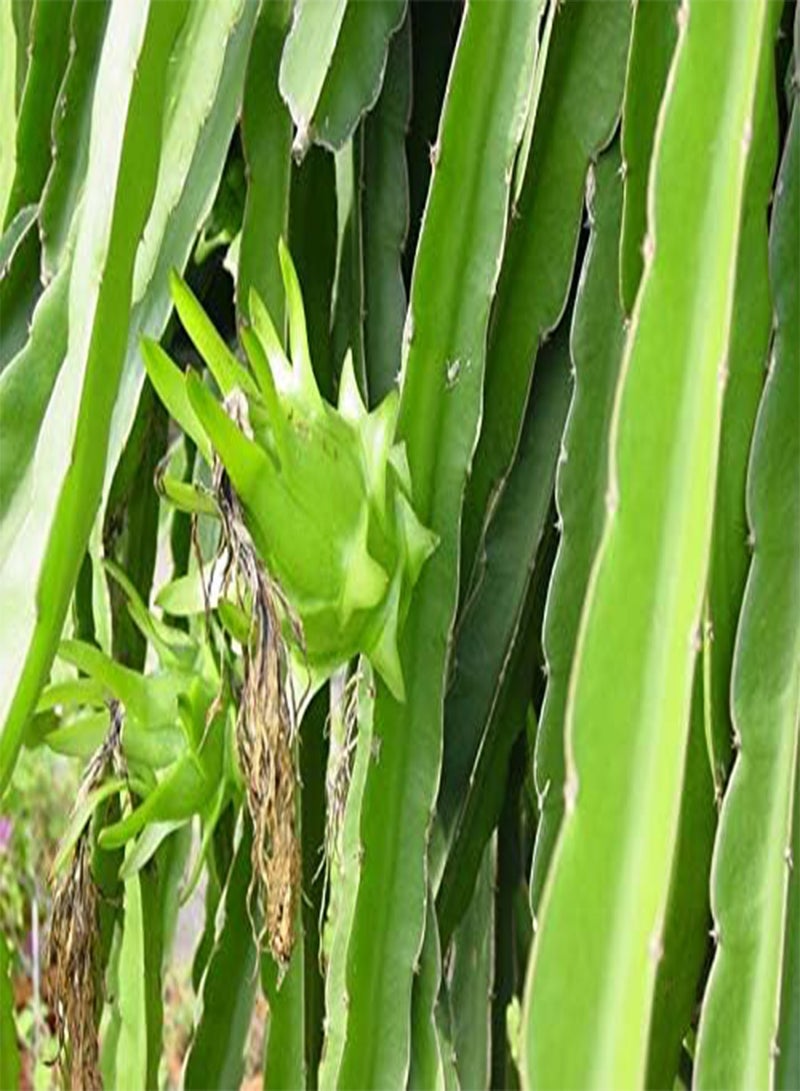 جي جوت بذور طازجة 50 قطعة من بذور فاكهة البيتايا سهلة النمو باللون الأخضر الفاتح