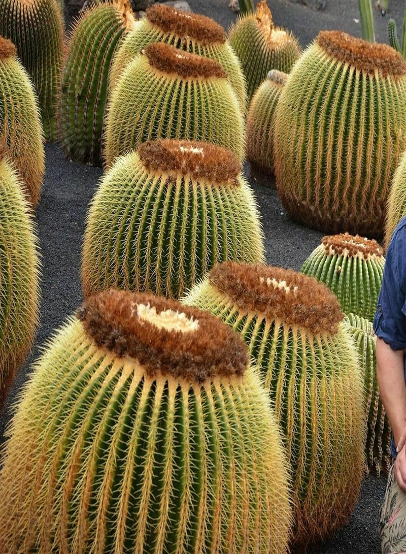 جي جوت 50 قطعة من بذور الصبار البرميلي إكينوكاكتوس جروسوني، بذور نباتات استوائية سهلة النمو، بذور لتزيين شرفة المنزل أو بونساي في أصيص، بذور إكينوبسيس توبيفلورا - Image 4