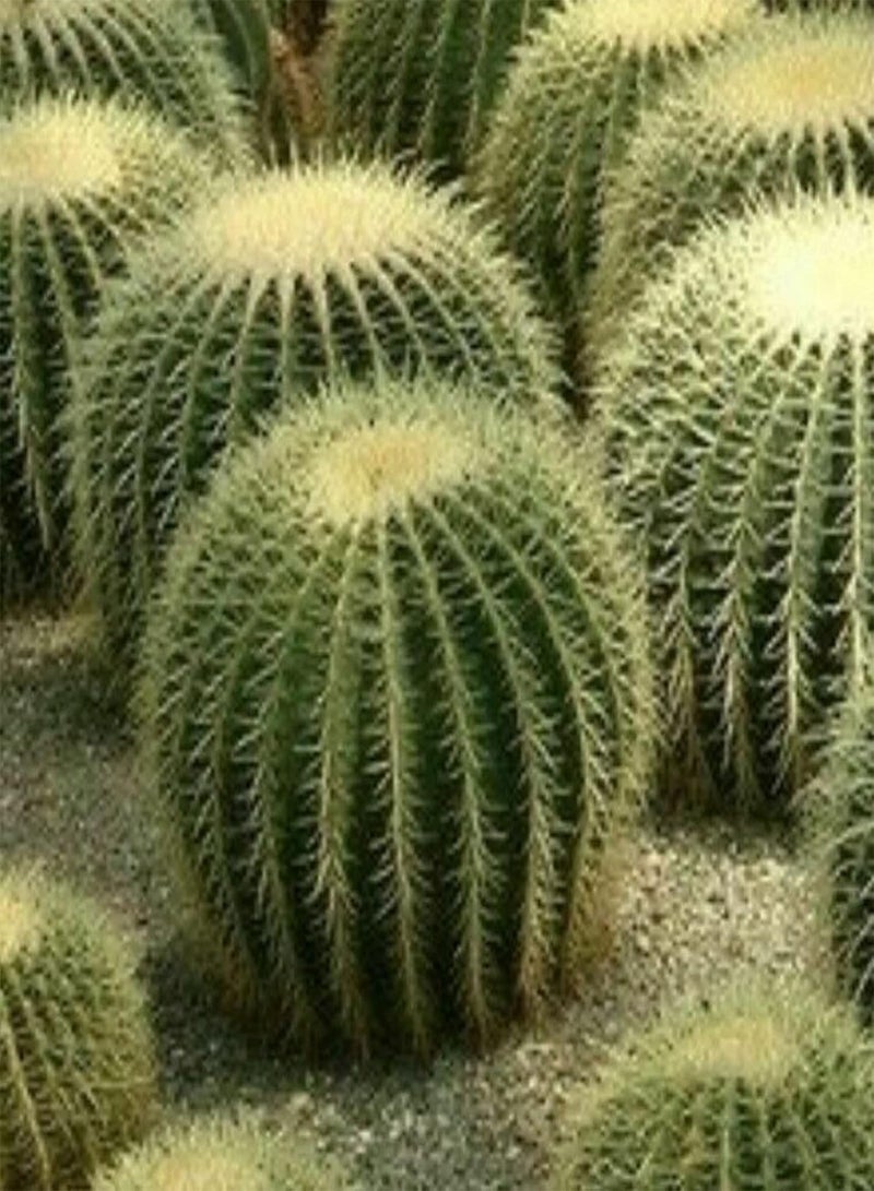 جي جوت 50 قطعة من بذور الصبار البرميلي إكينوكاكتوس جروسوني، بذور نباتات استوائية سهلة النمو، بذور لتزيين شرفة المنزل أو بونساي في أصيص، بذور إكينوبسيس توبيفلورا - Image 3