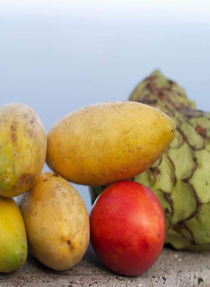 GGOOT Seed for Planting20Pcs/Bag Banana Passionfruit Seeds Natural Easy Plant Tropical Climate Bonsai Garden Fruit Seeds for Balcony Seeds for Planting-Banana passion fruit seeds - Image 4
