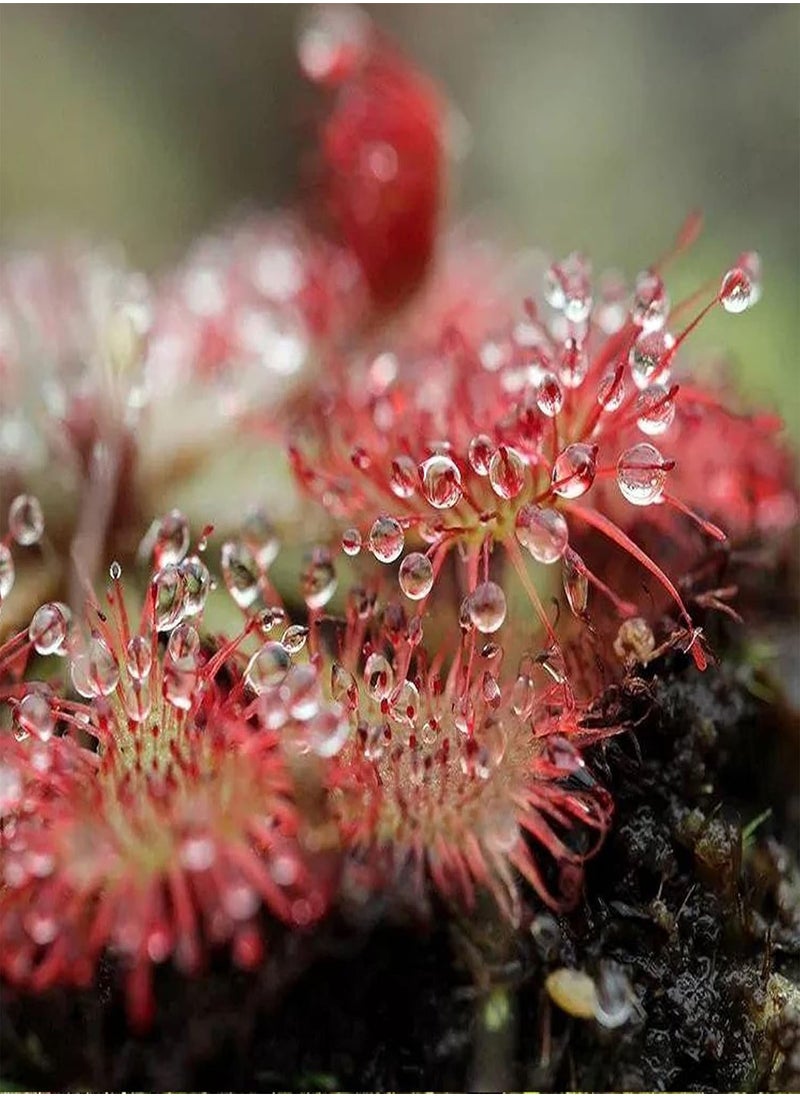 GGOOT - 20Pcs Drosera Falconeri Seeds Rare Carnivorous Plant Seeds Easy Grow Bonsai Potted Plant Decor Seed - Image 1