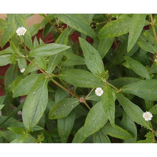 Natural Health and Herbal Products Natural Health  Herbal Products Bhringraj Powder for Eating  False Daisy  Eclipta Prostrata  Hair Care  Hair Growth  Hair Strong  Liver  Skin Care  Drinking  Immunity Booster  227 Gram  - Image 3
