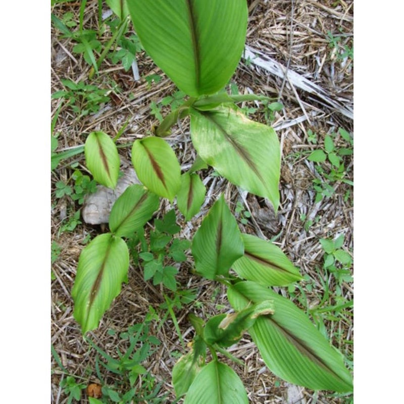 Temu hitam Curcuma aeruginosa 2 Fresh Root for Growing - Image 3