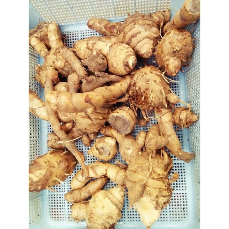 Temu hitam Curcuma aeruginosa 2 Fresh Root for Growing - Image 2