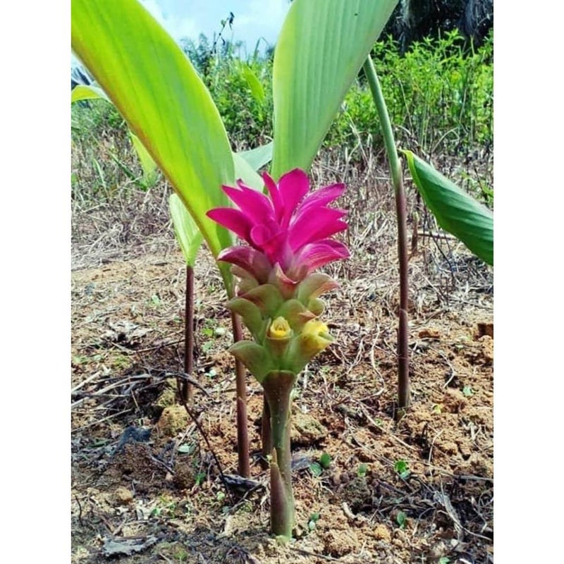Temu hitam Curcuma aeruginosa 2 Fresh Root for Growing - Image 1