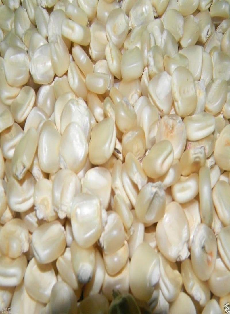 GGOOT Hickory King White Dent Corn - Heirloom- Untreated.Vegetable Seeds - Image 1