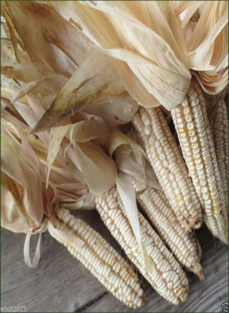 GGOOT Hickory King White Dent Corn - Heirloom- Untreated.Vegetable Seeds - Image 3