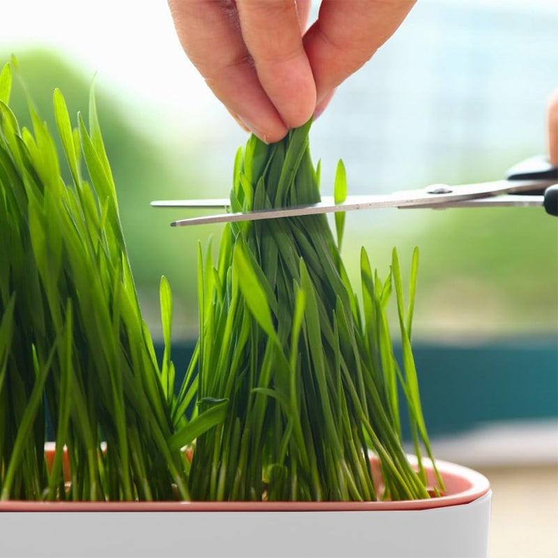 SYCOOVEN Household Cat Grass Planter Plastic Catnip Cat Grass Box Soil Cat Plant Planting Box Nursery Cat Plant for Petsize3pcs - Image 4