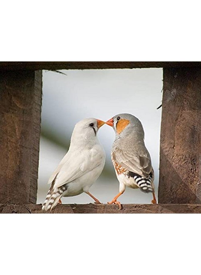 Parrots Wizard, Kangni Bird Food Small Size 3800 gr - Image 5