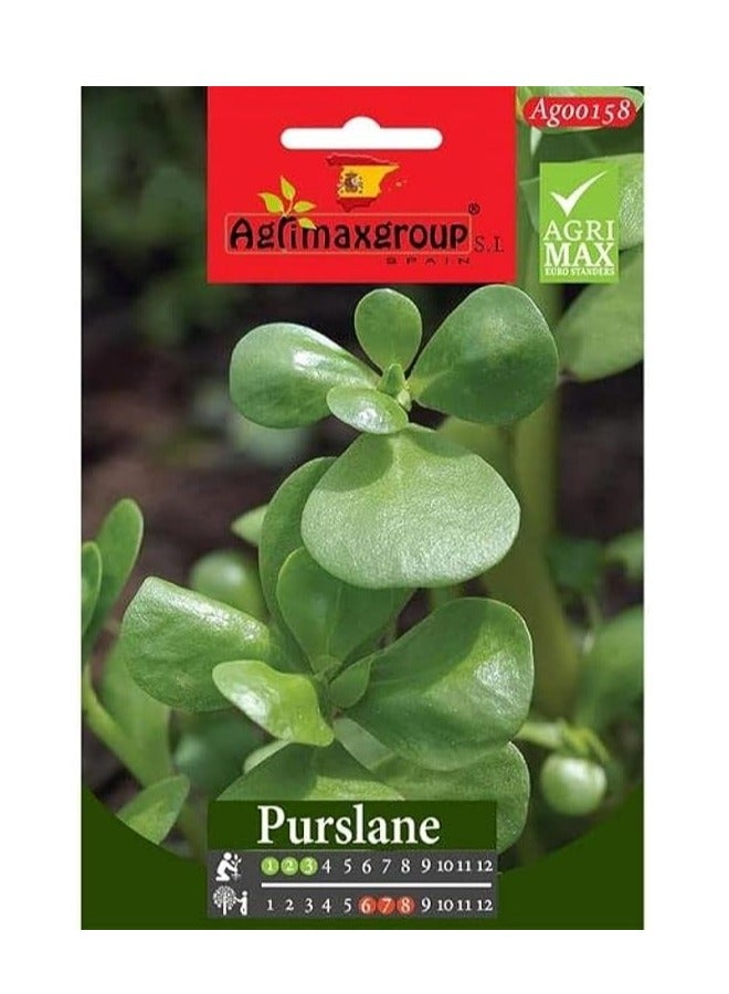 Agrimax Purslane Premium Quality Seeds by Agrimaxgroup® - Image 2