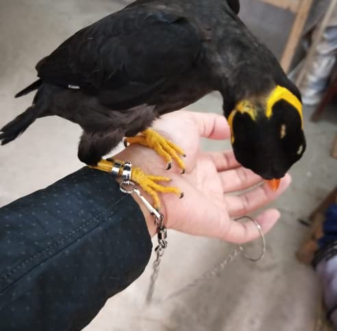 TOPINCN سلسلة أقدام الطيور TOPINCN من الفولاذ المقاوم للصدأ لتدريب الطيور في الهواء الطلق، حلقة كاحل للباروت، ملحقات حزام الطيور لمنع الهروب - Image 5