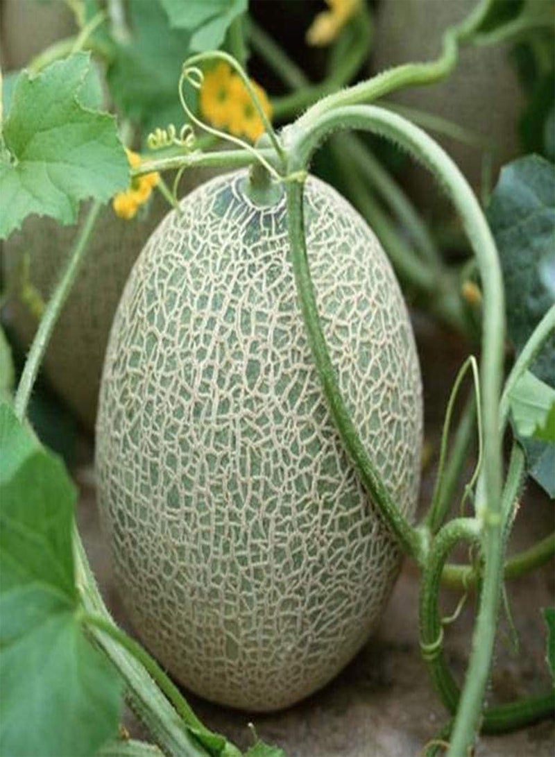 GGOOT 30pcs Cantaloupe Seeds Heirloom Cantaloupe Fruit Seed Garden Planting Easy to Survive Suitable for Beginners Vine Fruit Autumn Harvest - Image 3
