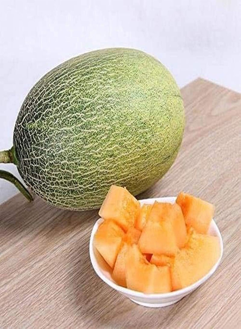 GGOOT 30pcs Cantaloupe Seeds Heirloom Cantaloupe Fruit Seed Garden Planting Easy to Survive Suitable for Beginners Vine Fruit Autumn Harvest - Image 1