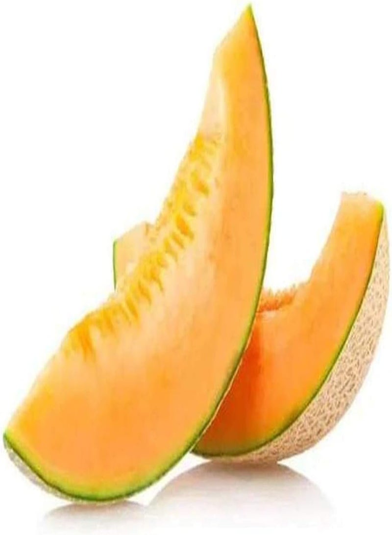 GGOOT 30pcs Cantaloupe Seeds Heirloom Cantaloupe Fruit Seed Garden Planting Easy to Survive Suitable for Beginners Vine Fruit Autumn Harvest - Image 2
