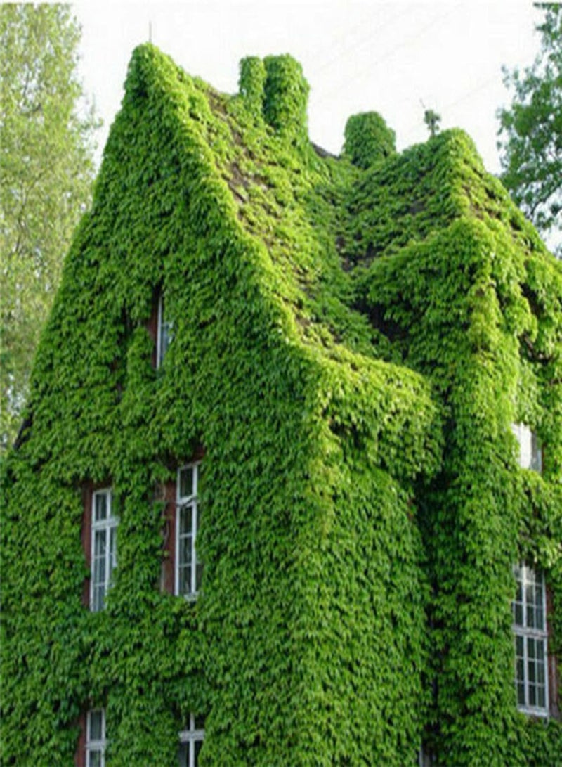 GGOOT 100Pcs/Bag Garden Seeds Evergreen Non GMO Attractive Medium Watering Japanese Creeper Seeds for Home Easy to Plant,Gardening,Home Decor - Seed - Image 5