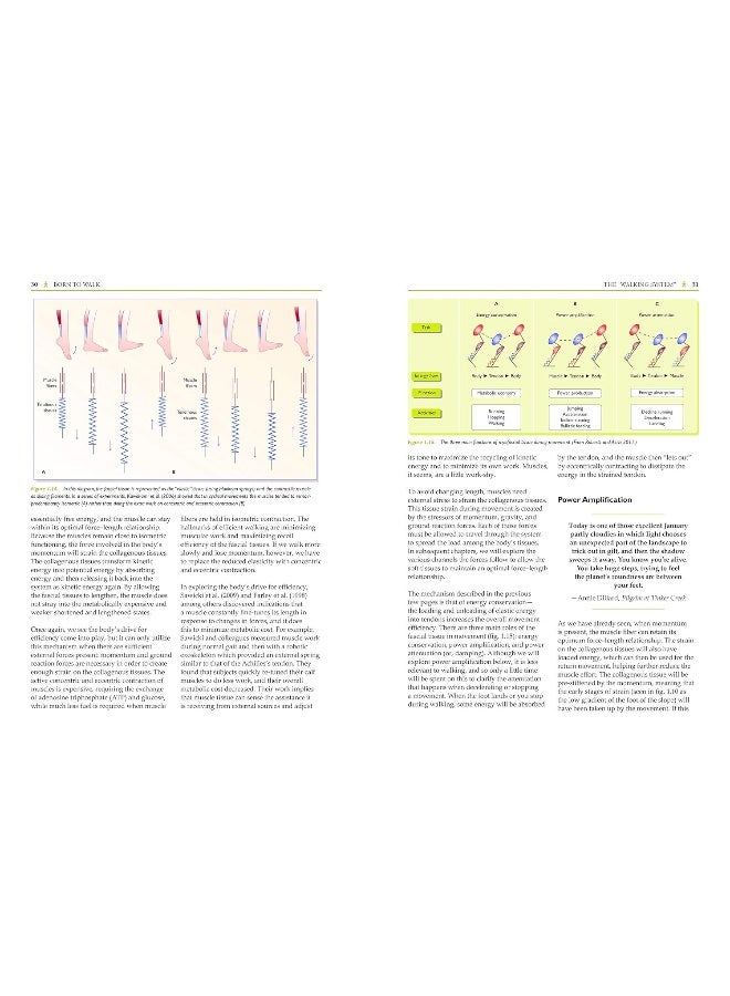 Born to walk: myofascial efficiency and the body in movement  - Image 5