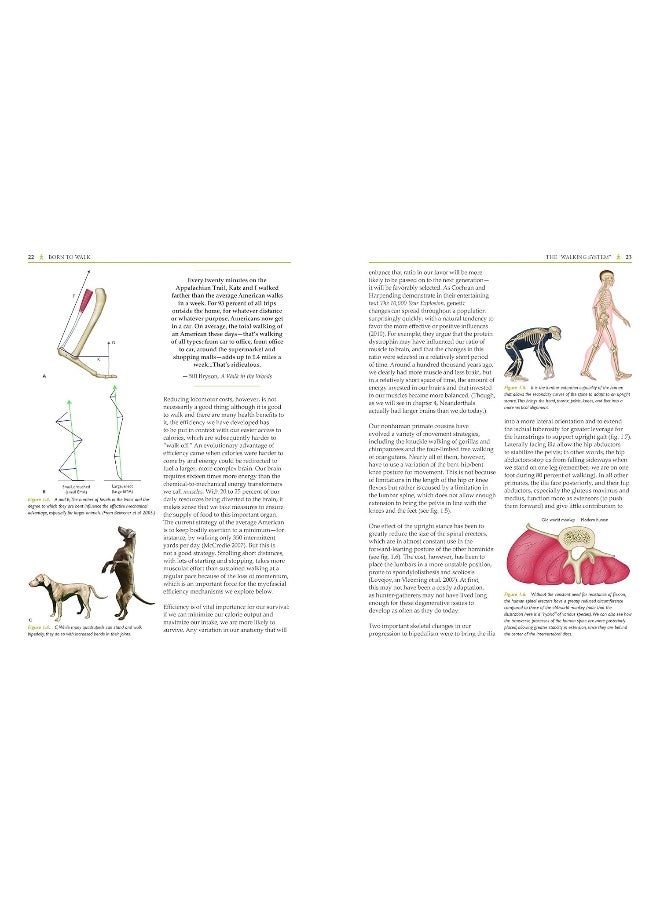 Born to walk: myofascial efficiency and the body in movement  - Image 3