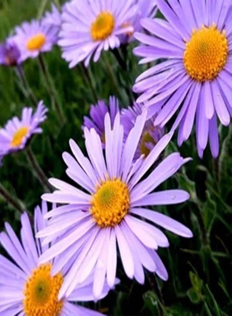 GGOOT 100Pcs Chrysanthemum Seeds Easy to Grow Annual Outdoor Flower Garden Fragrant Wildflower Seeds Decorative Plant Chrysanthemum Seeds - Image 1