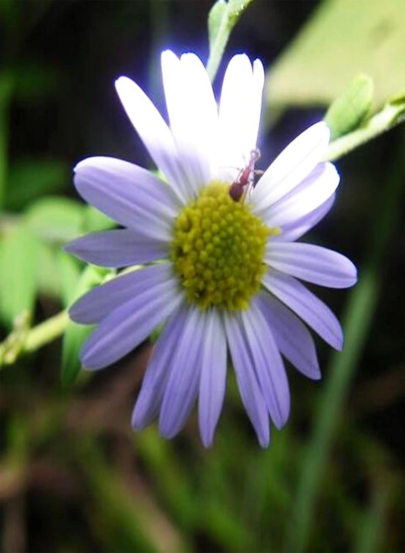 GGOOT 100Pcs Chrysanthemum Seeds Easy to Grow Annual Outdoor Flower Garden Fragrant Wildflower Seeds Decorative Plant Chrysanthemum Seeds - Image 3