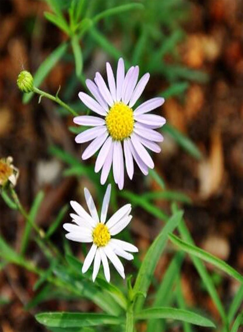 GGOOT 100Pcs Chrysanthemum Seeds Easy to Grow Annual Outdoor Flower Garden Fragrant Wildflower Seeds Decorative Plant Chrysanthemum Seeds - Image 5