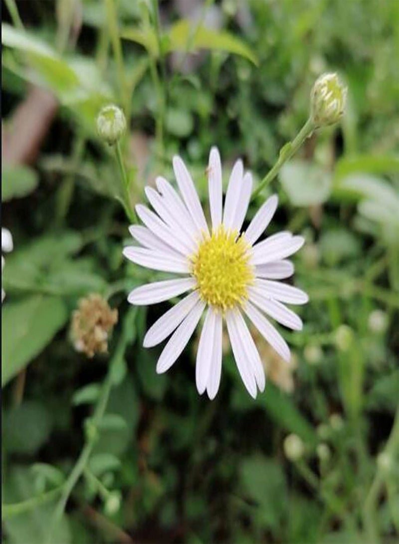 GGOOT 100Pcs Chrysanthemum Seeds Easy to Grow Annual Outdoor Flower Garden Fragrant Wildflower Seeds Decorative Plant Chrysanthemum Seeds - Image 4