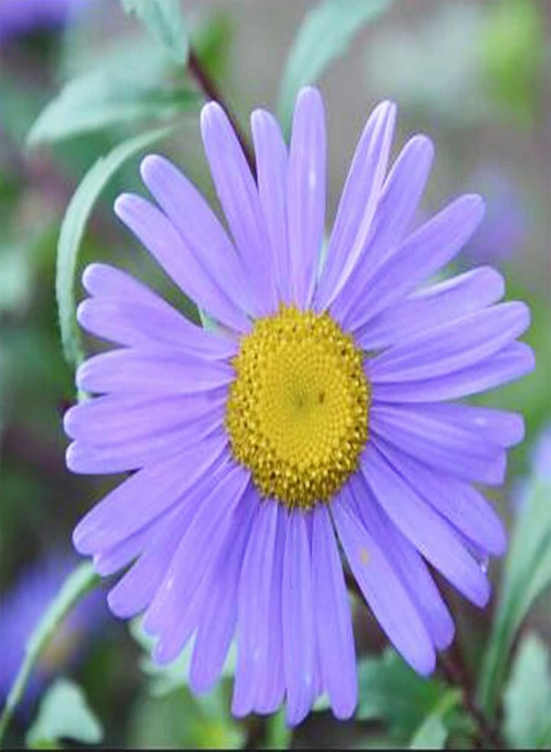 GGOOT 100Pcs Chrysanthemum Seeds Easy to Grow Annual Outdoor Flower Garden Fragrant Wildflower Seeds Decorative Plant Chrysanthemum Seeds - Image 2