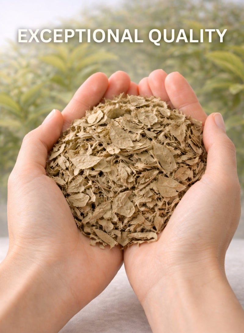زهر أوراق الجوافة الجاوية (أوراق الجوافة المجففة) - أوراق جوافة طبيعية فاخرة | أوراق مجففة سائبة 100% للاستخدام في البستنة والزراعة وعلم النبات والأعشاب. - Image 4