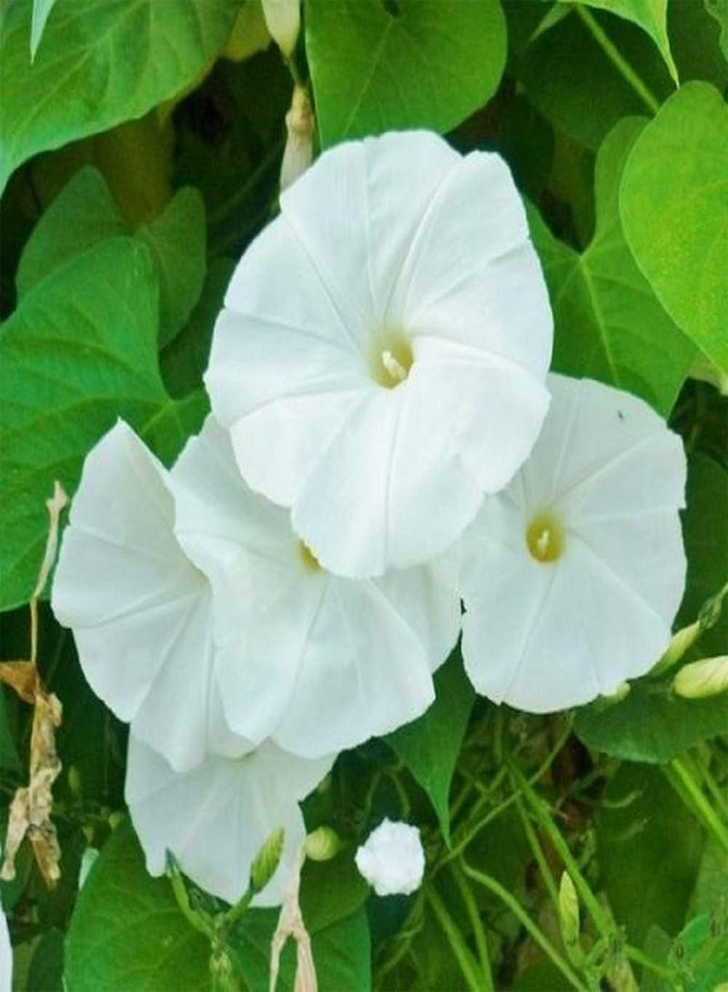 GGOOT Flower Morning Glory Pearly Gates 50 Non-GMO, Heirloom Seeds  - Image 1